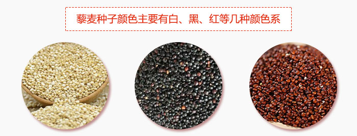 藜麥種子顏色主要有白、黑、紅等幾種顏色系，營(yíng)養(yǎng)成分相差不大，其中白色口感好，黑、紅色口感相對(duì)差些，籽粒也較小。